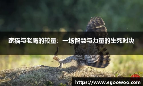 家猫与老鹰的较量：一场智慧与力量的生死对决